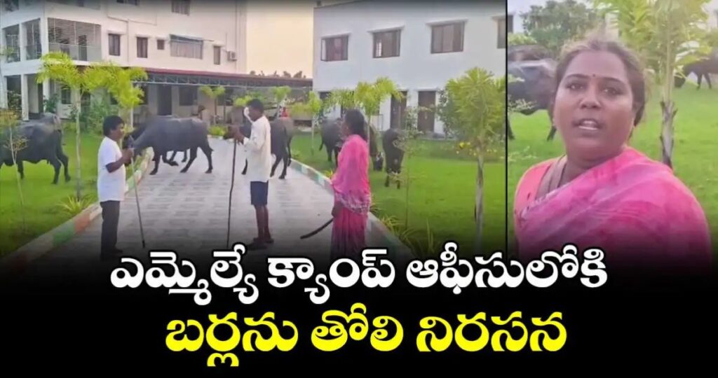 ఎమ్మెల్యే క్యాంప్ ఆఫీసులోకి బర్లను తోలి నిరసన…