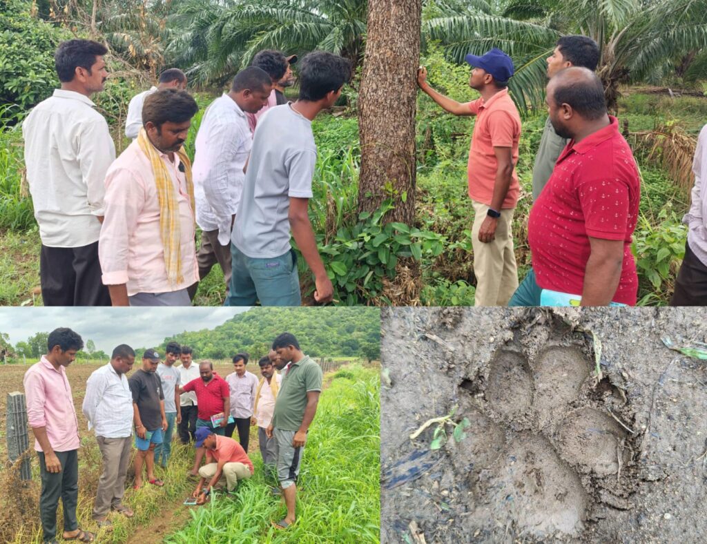 అక్కినాపురం తండాలో చిరుత కలకలం..