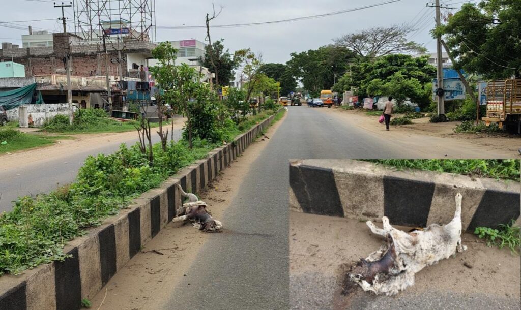 రహదారిపై భరించలేని దుర్వాసన…