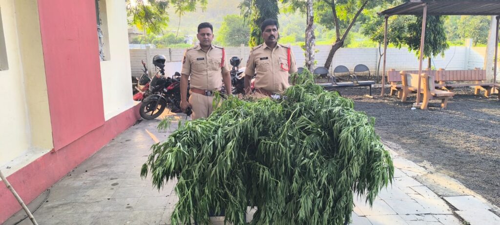 పత్తి పంటలో గంజాయి సాగు.. 51 గంజాయి మొక్కలు స్వాధీనం
